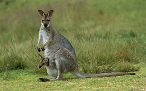Kangaroo (500x313)