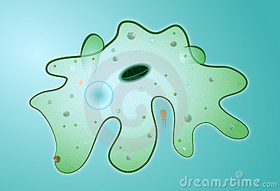 amoeba (400x273)